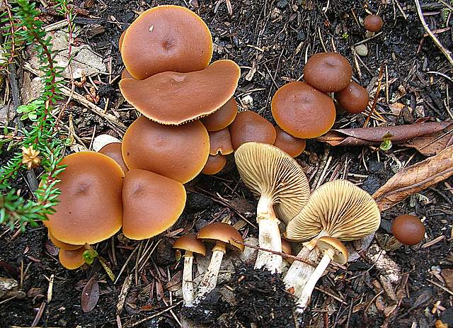 Una Galerina al giardino botanico